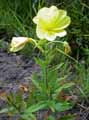 Oenothera biennis