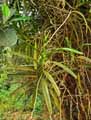 Acampe pachyglossa