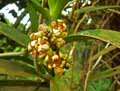 Acampe pachyglossa