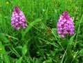 Orchidaceae-Anacamptis-pyramidalis-Orchis-Pyramidal.jpg