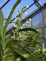 Angraecum eburneum