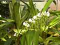 Angraecum eburneum