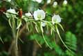 Orchidaceae-Angraecum-eburneum-Angrec-superbe-Faham-Petite-Comete-Corne-de-bouc.jpg