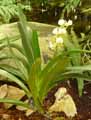 Angraecum gyriamae