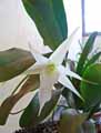 Angraecum sesquipedale