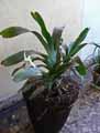 Angraecum sesquipedale