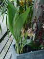 Anguloa clifftonii x virginalis