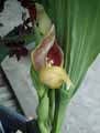 Anguloa clifftonii x virginalis