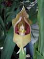 Anguloa clifftonii x virginalis