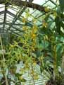 Orchidaceae-Ansellia-africana-concolor-Orchidee-leopard.jpg