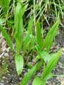 Orchidaceae-Bletilla-hyacinthina-Orchidee-Jacynthe.jpg