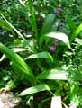 Bletilla striata