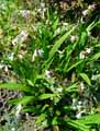 Bletilla striata