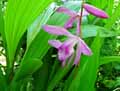 Orchidaceae-Bletilla-striata-Orchidee-Jacinthe.jpg
