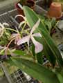 Brassocattleya Makai Mayumi