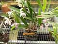 Orchidaceae-Brassocattleya-Makai-Mayumi-Brassocattleya.jpg