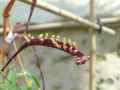 Orchidaceae-Bulbophyllum-falcatum-Bulbophyllum-20131128061039.jpg