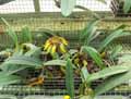 Bulbophyllum pulchrum