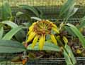 Orchidaceae-Bulbophyllum-pulchrum-Bulbophyllum.jpg
