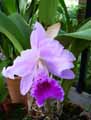 Cattleya x