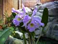 Orchidaceae-Cattleya-x-Cattleya.jpg