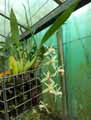 Orchidaceae-Coelogyne-flaccida-Coelogyne.jpg