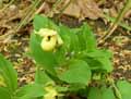 Orchidaceae-Cypripedium-flavum-Sabot-de-Venus.jpg