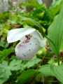 Orchidaceae-Cypripedium-reginae-Sabot-de-Venus-20131128061718.jpg