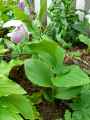 Cypripedium reginae