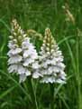 Dactylorhiza maculata