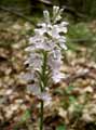 Dactylorhiza maculata
