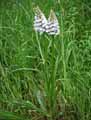 Dactylorhiza maculata