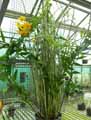 Dendrobium fimbriatum