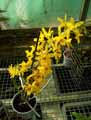 Dendrobium nobile
