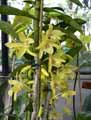 Dendrobium nobile Stardust