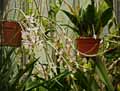 Dendrobium pierardii, Dendrobium aphyllum