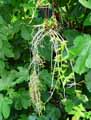 Dendrobium pierardii, Dendrobium aphyllum