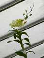 Dendrobium x nobile