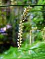 Dendrochilum penelum