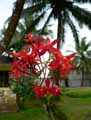 Epidendrum ibaguense