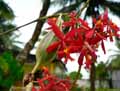 Epidendrum ibaguense