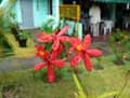 Epidendrum ibaguense