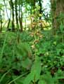 Epipactis helleborine, Epipactis latifolia
