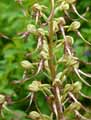 Himantoglossum hircinum