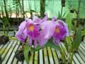 Laeliocattleya Pujetii