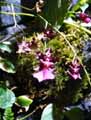Odontoglossum x