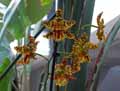 Odontoglossum x grande