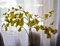 Oncidium reflexum