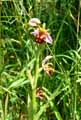 Ophris apifera