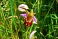 Ophris apifera
